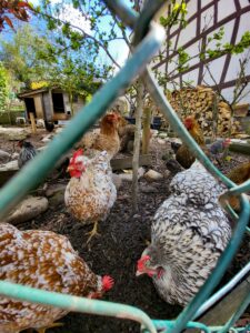 Things I Wish I Had Known Before Getting Chickens