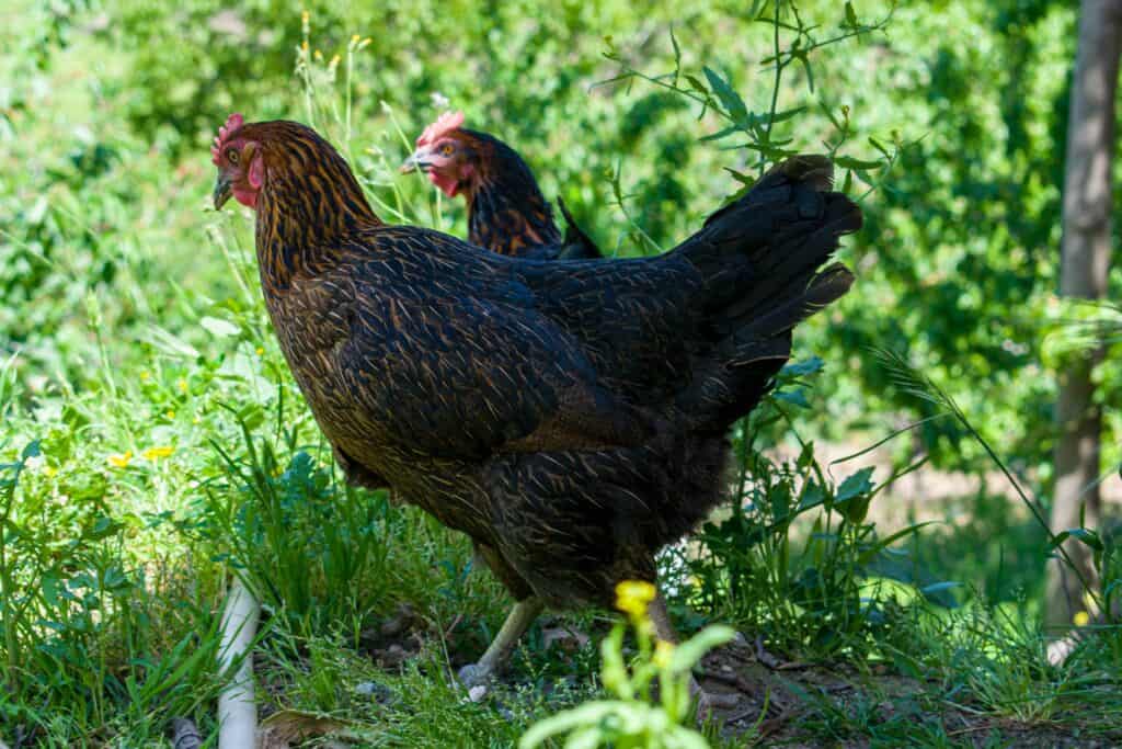 can chickens eat green tomatoes