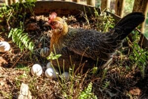 broody hen on her eggs