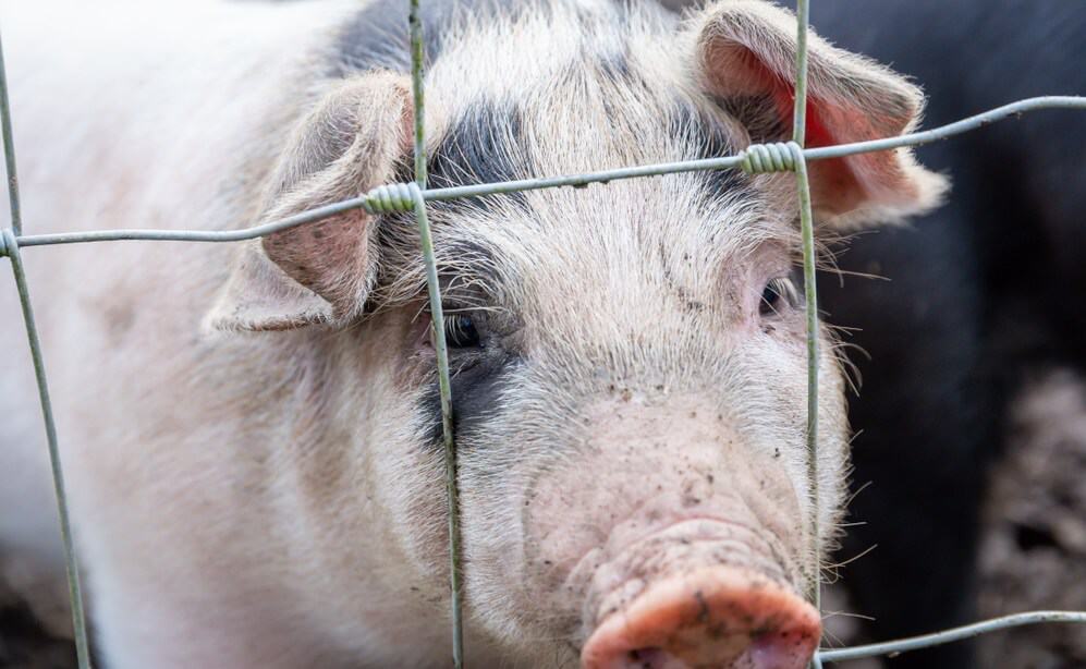 pig behind the fencing of a pigsty