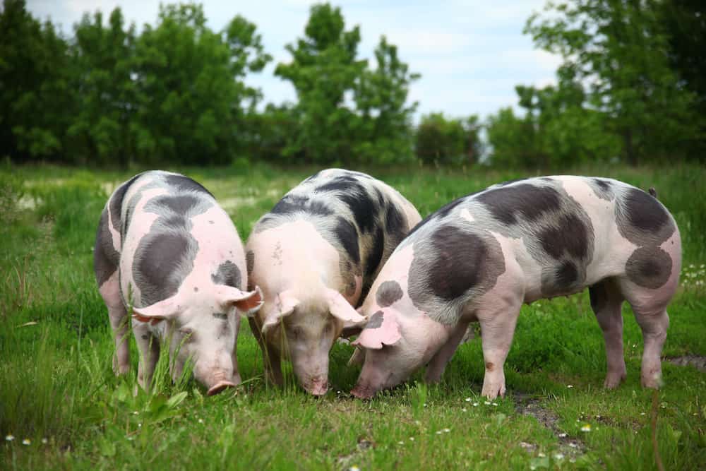 Pig Breeds To Start Raising For The Homestead Or Backyard