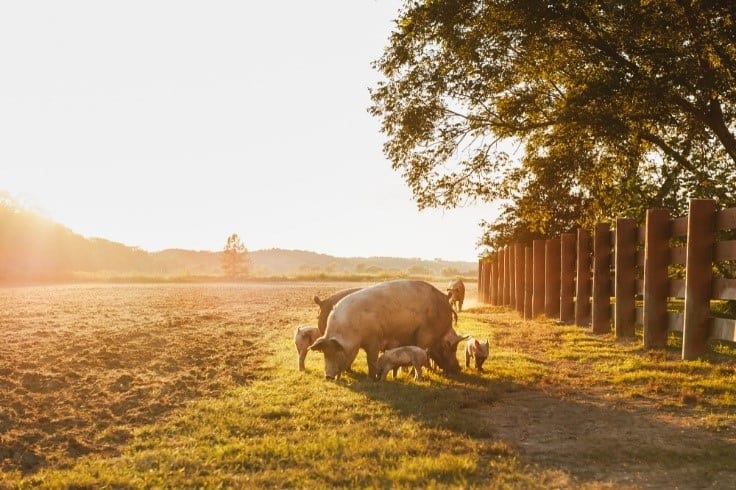 pig family eating grass during senset