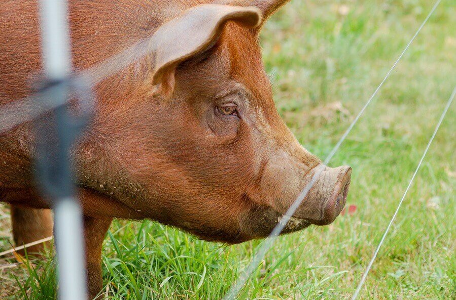 pig stands near electric fence