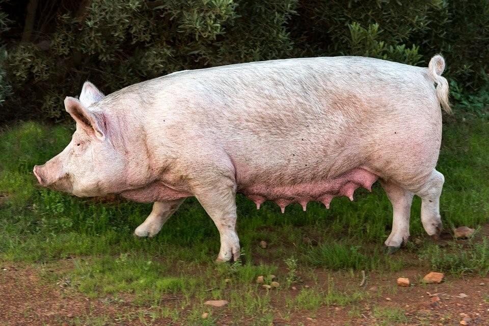 hog vs pig