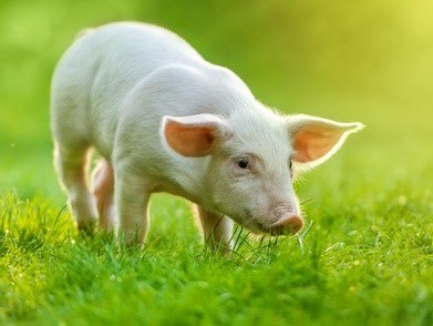 piglet on pasture