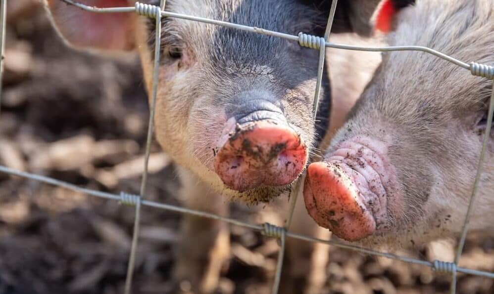 piglets behind the fencing of a pigsty