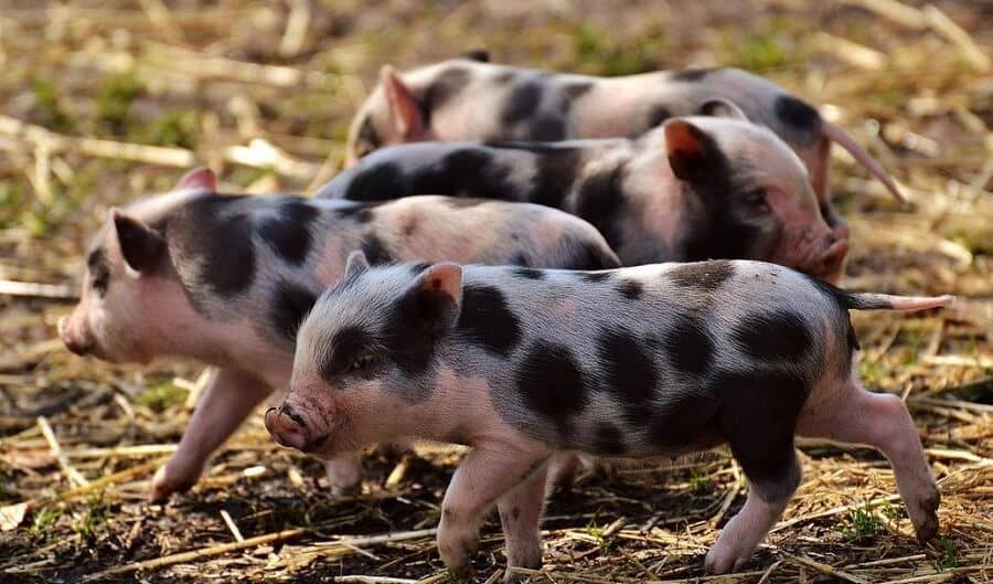 piglets outside