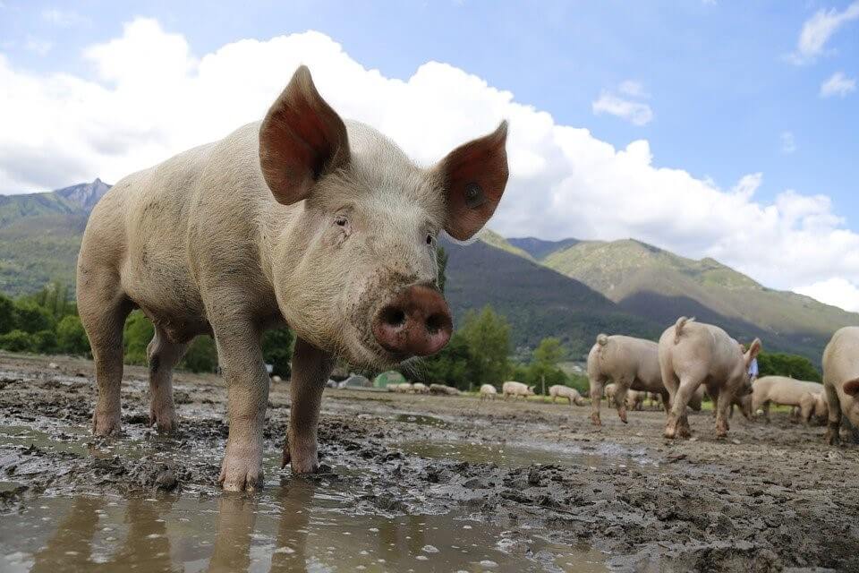 pigs in mud