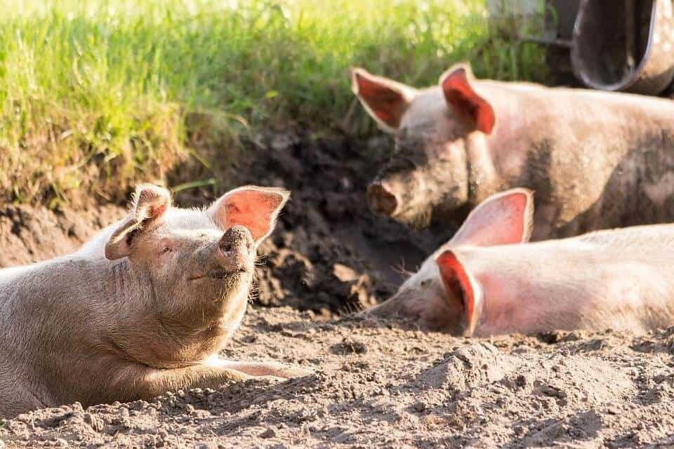 pigs in mud