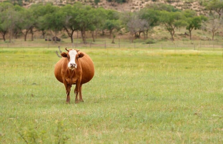 How Long Is a Cow Pregnant ~ Pregnancy in Heifers and Cows