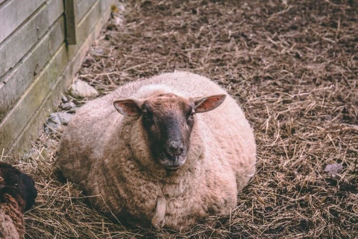 How long are sheep pregnant?