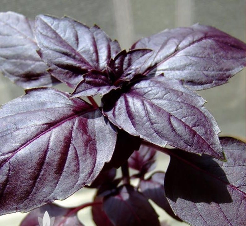 purple dark opal basil