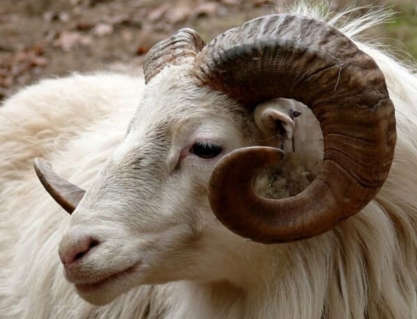 Ram with large horns