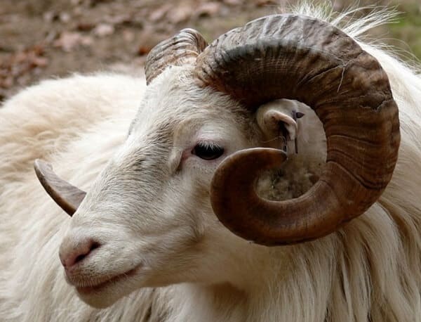 Difference Between Ram and Goat