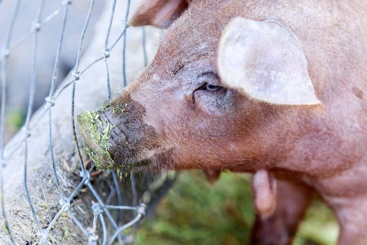 red wattle pig with dirty nose