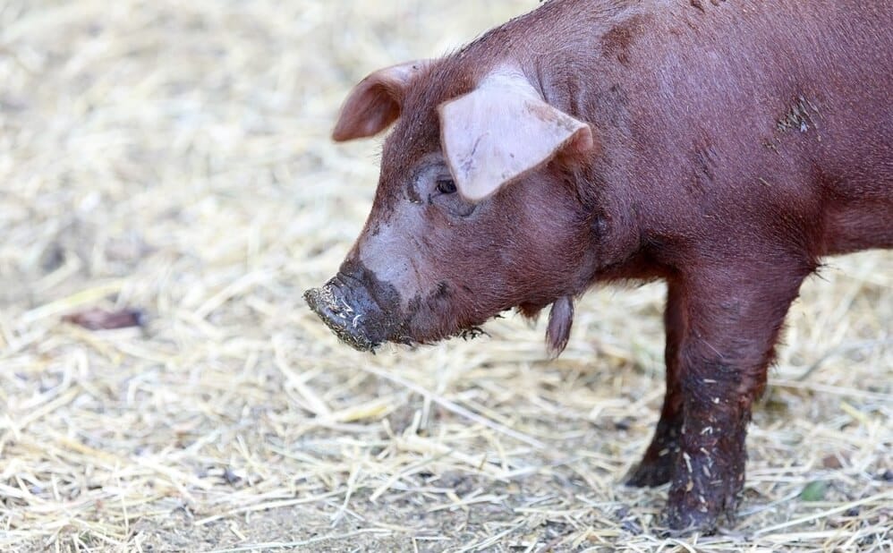 red wattle pig