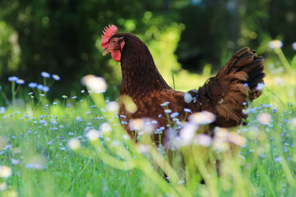 rhode island red