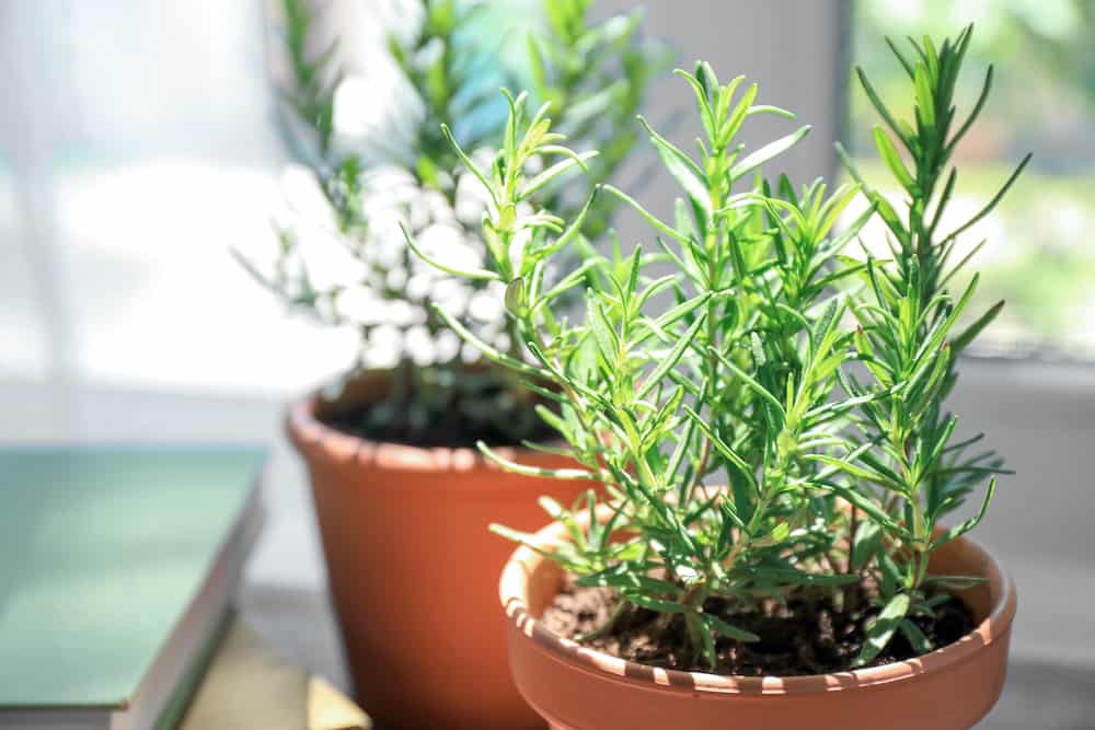 Beginner's Guide to Growing a Rosemary Plant