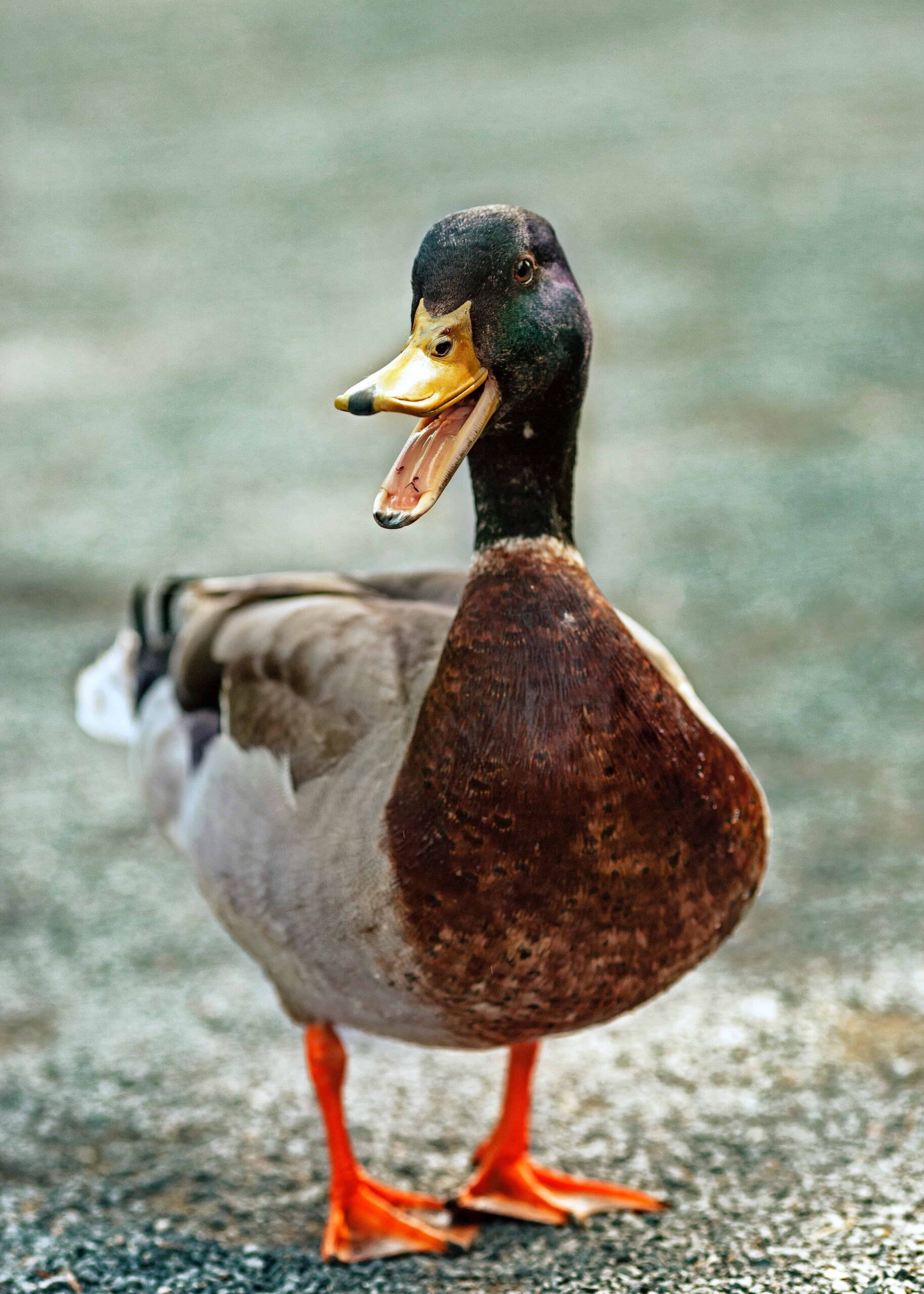 funny duck names