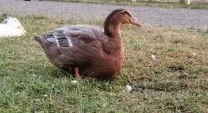 Female rouen duck