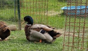 Rouen duck vs mallard duck