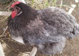 Blue sapphire chicken