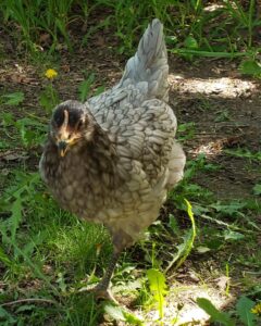 Sapphire gem chicken free ranging