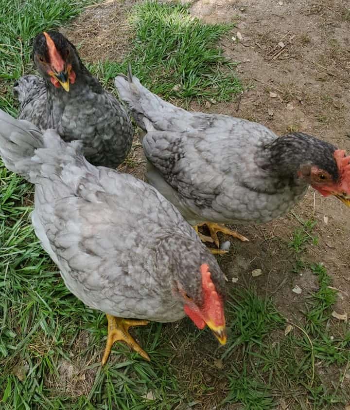 sapphire gems chickens