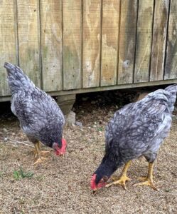 sapphire gem chickens