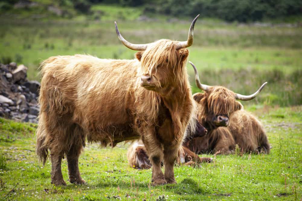 large highland cow picture