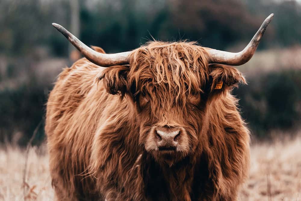 scottish highlander cattle