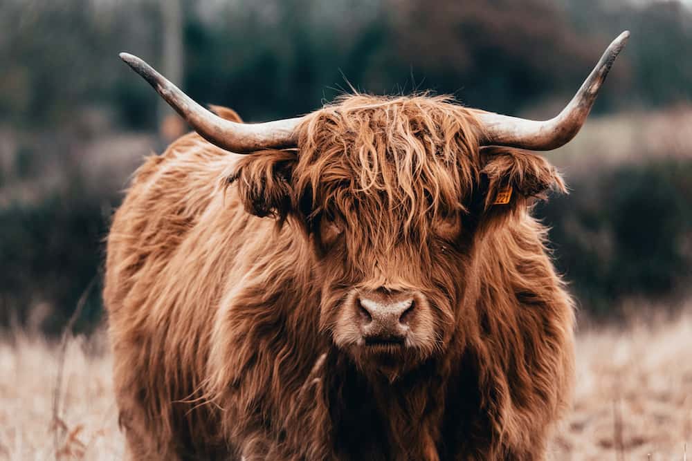 scottish highland cattle images