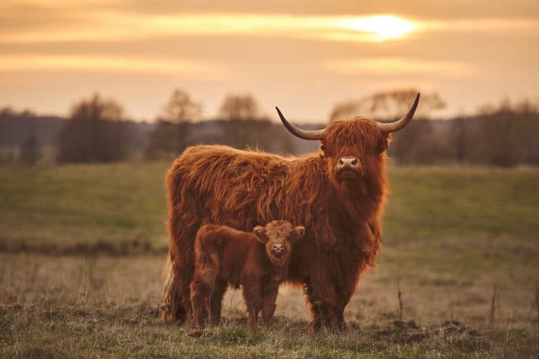 scottish cattle cows coo highlander majestic calf kilts hochlandrinder rurallivingtoday