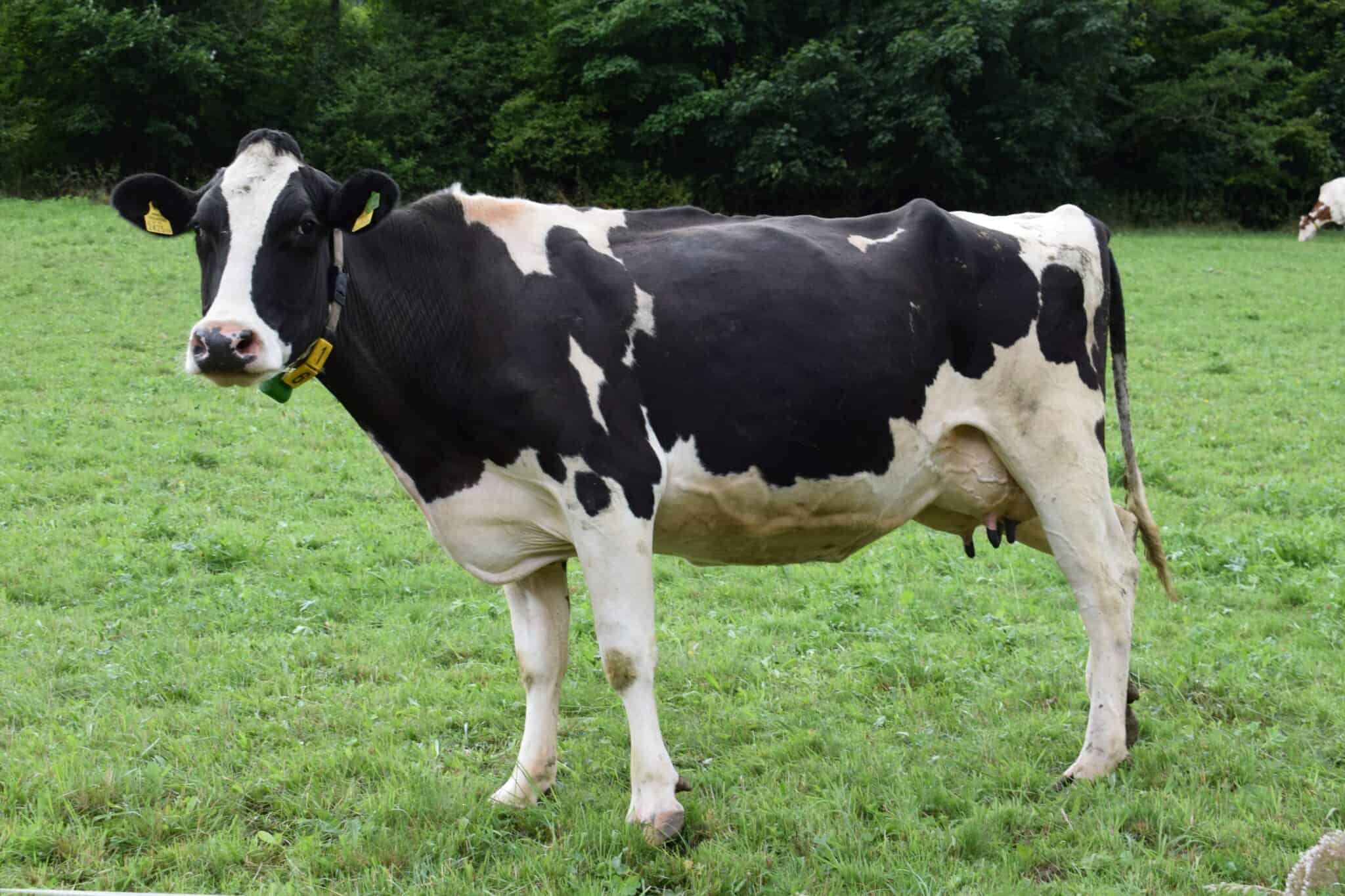 How Much Does a Cow Cost to Buy and What to Consider