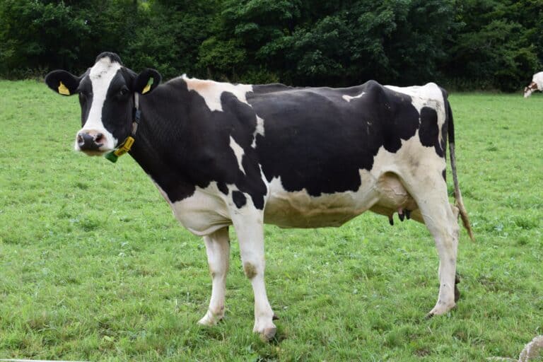 How Much Does a Cow Cost to Buy and What to Consider