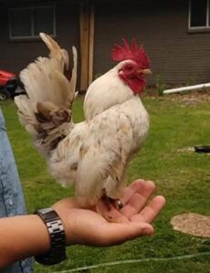 small chicken