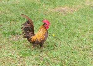 small rooster