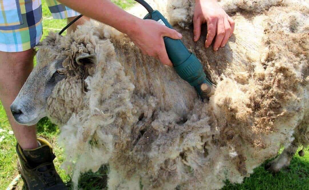 shearing sheep with electric shears