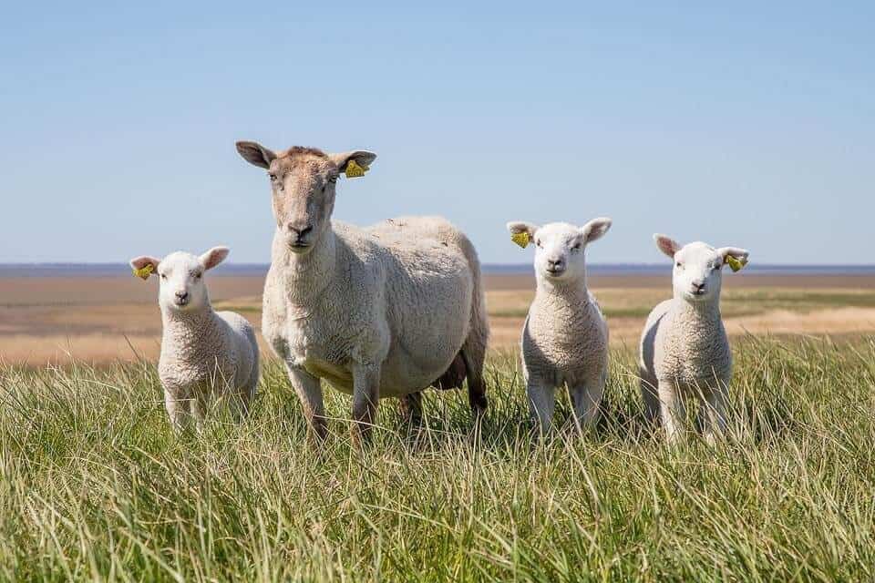 Lambs vs Sheep — 5 Major Differences Explained - A-Z Animals