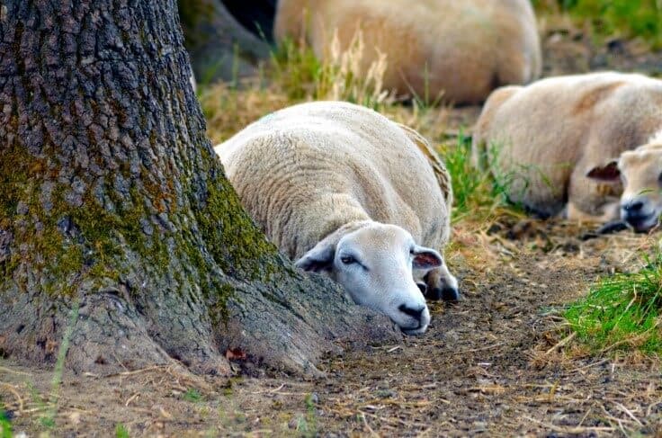 sheep gestation