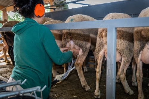 Sheep milking