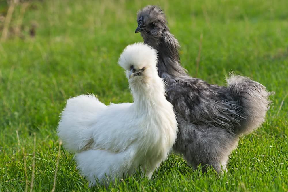 silkie chicken recipe