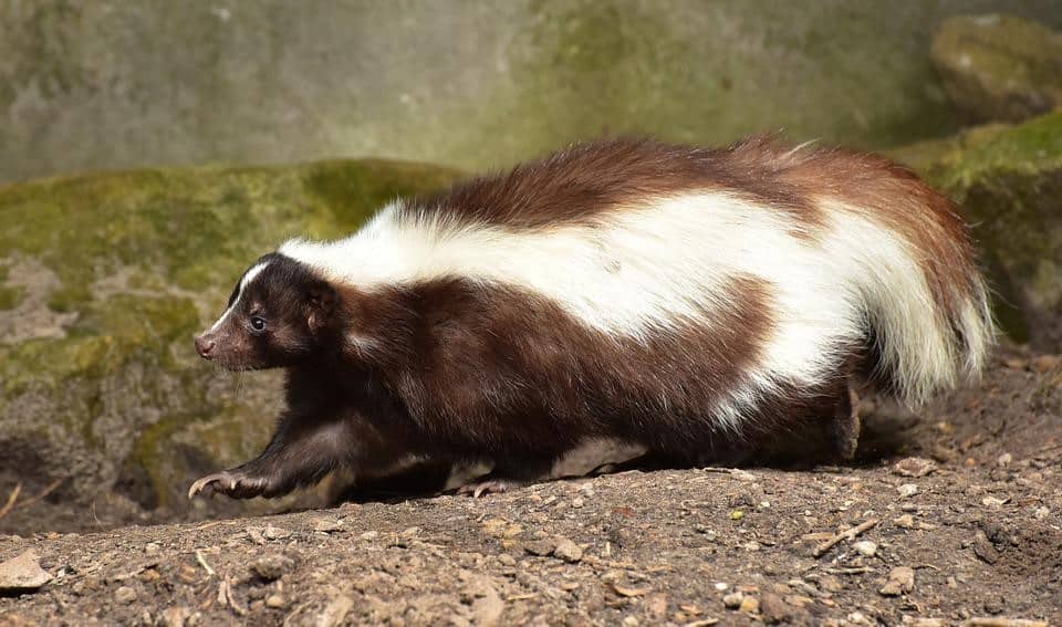 skunk running outdoors