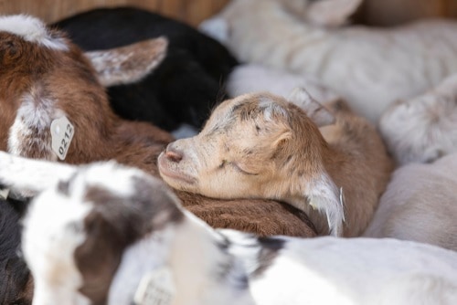 Sleeping newborn fainting goats 