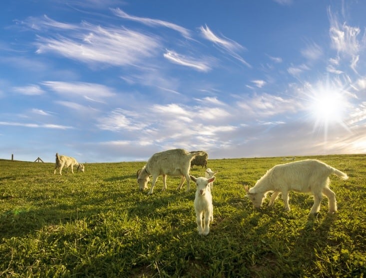 small herd goats on acreage