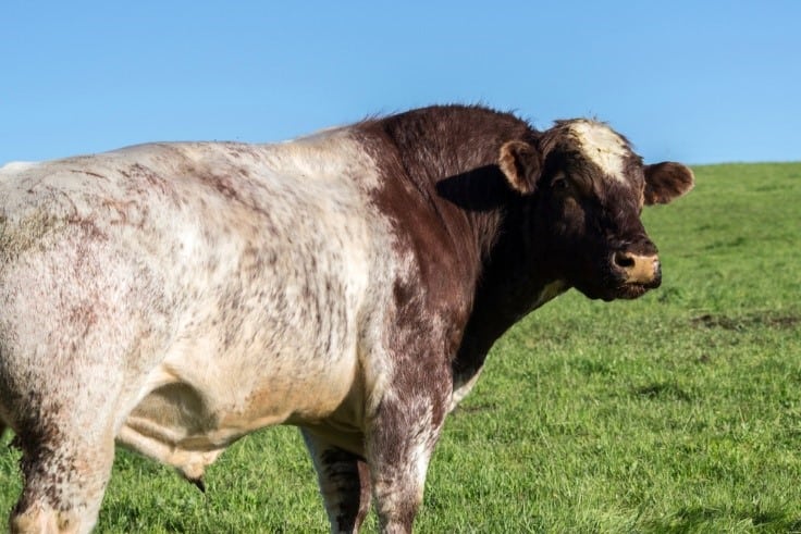 shorthorn bull