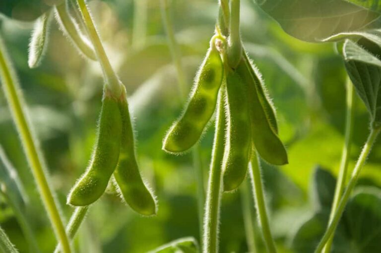 Soybean Plant Growing, Uses and Needs - Rural Living Today