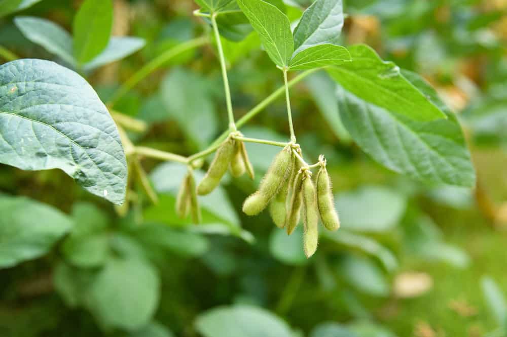 growing soybean