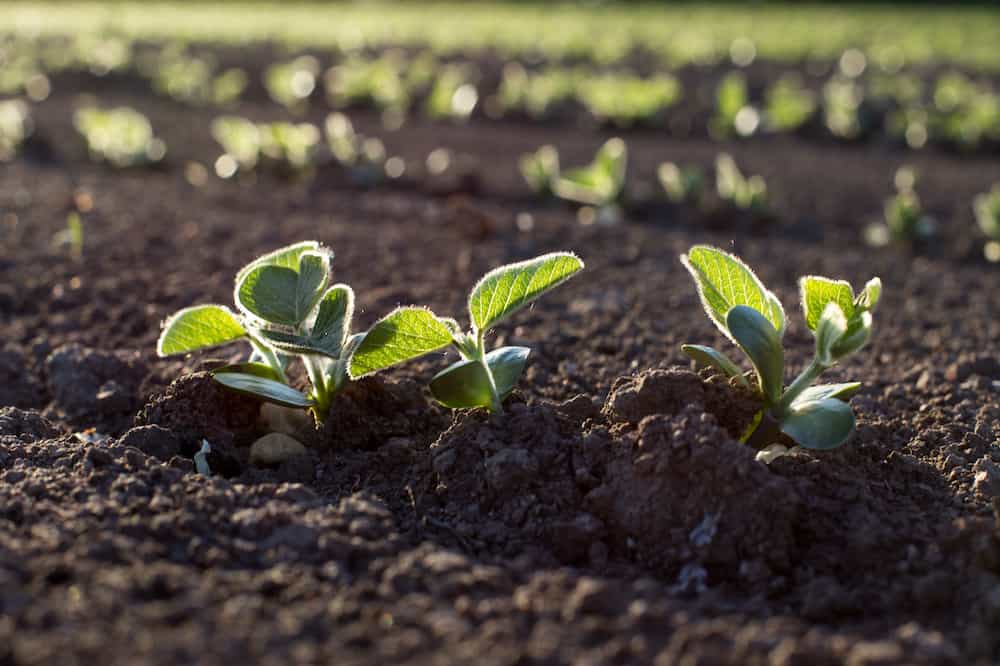 soybean plant