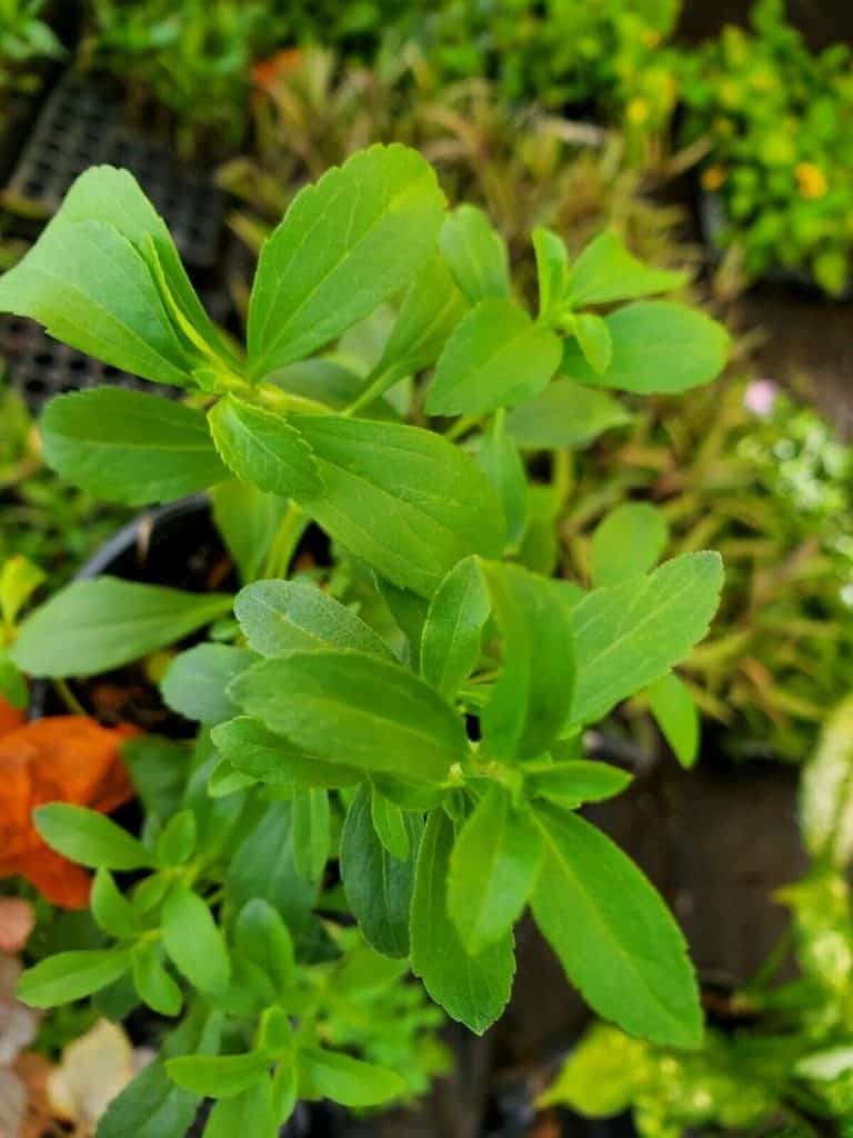 stevia plant uses